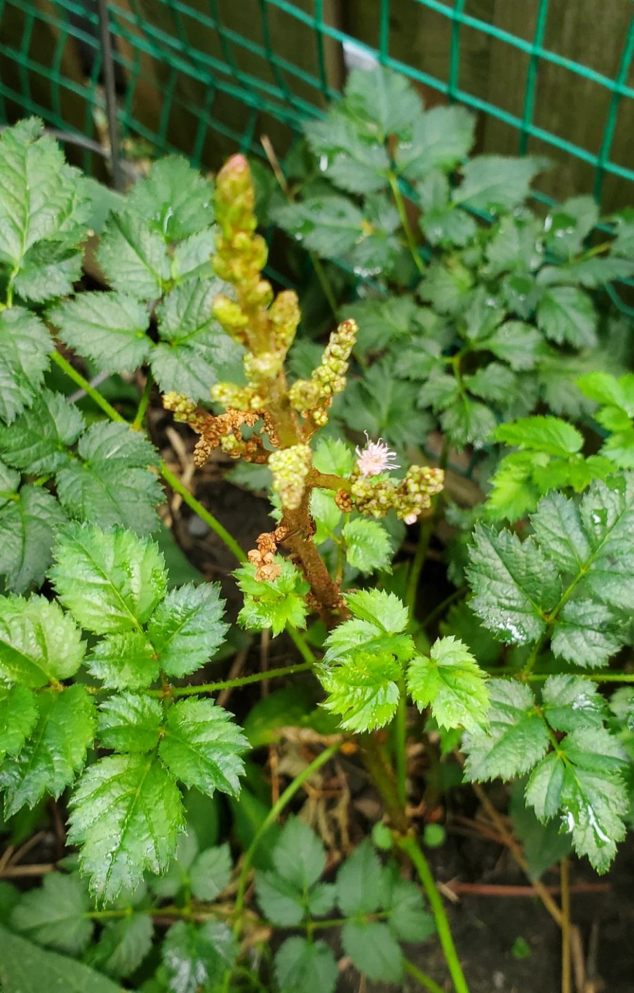 Astilbe - photo 3