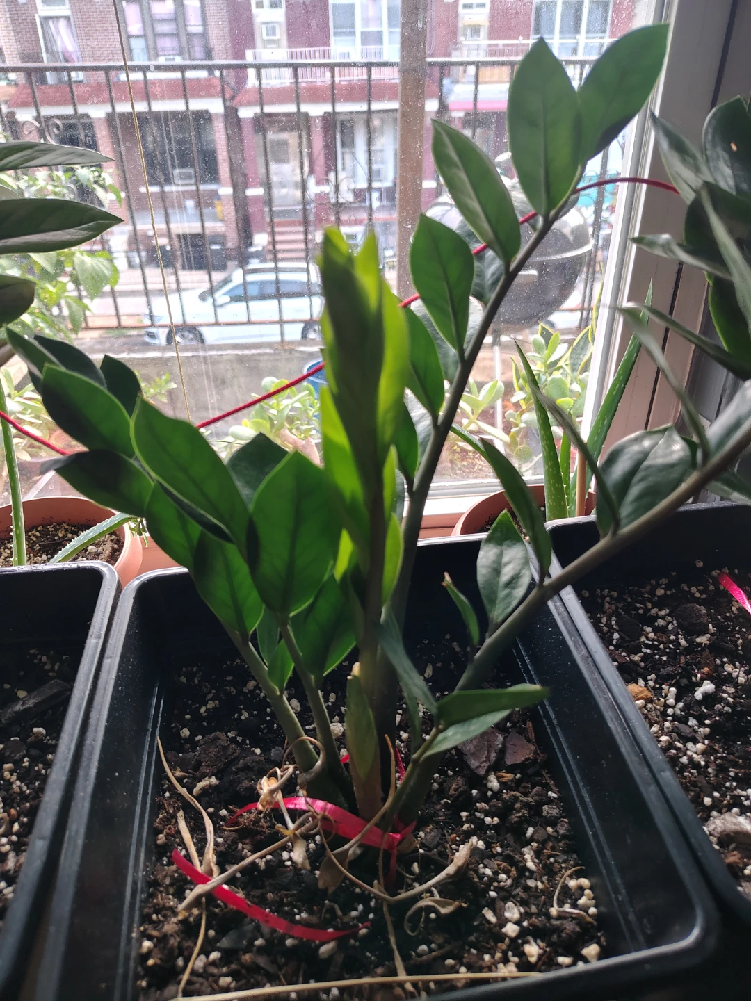 ZZ Plant - Live Houseplant $25
