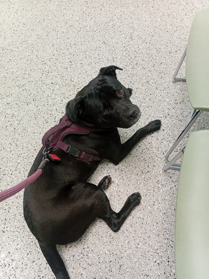Please help us save our precious fur baby - photo 3