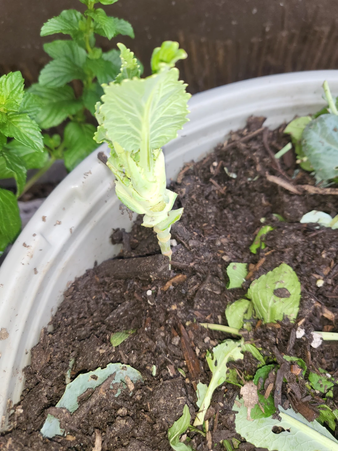 Young broccoli plant