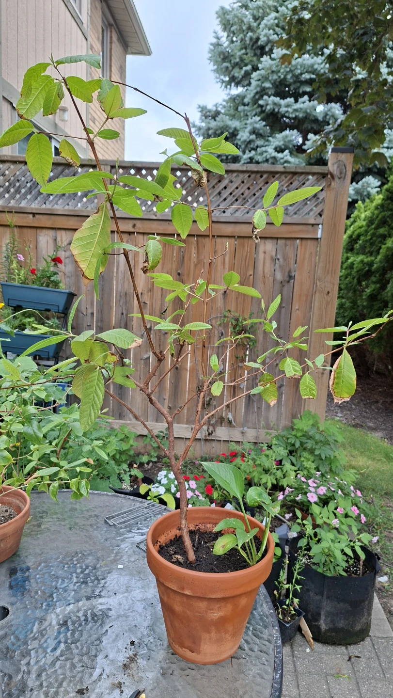 Guava Tree – Healthy Tree 🌿