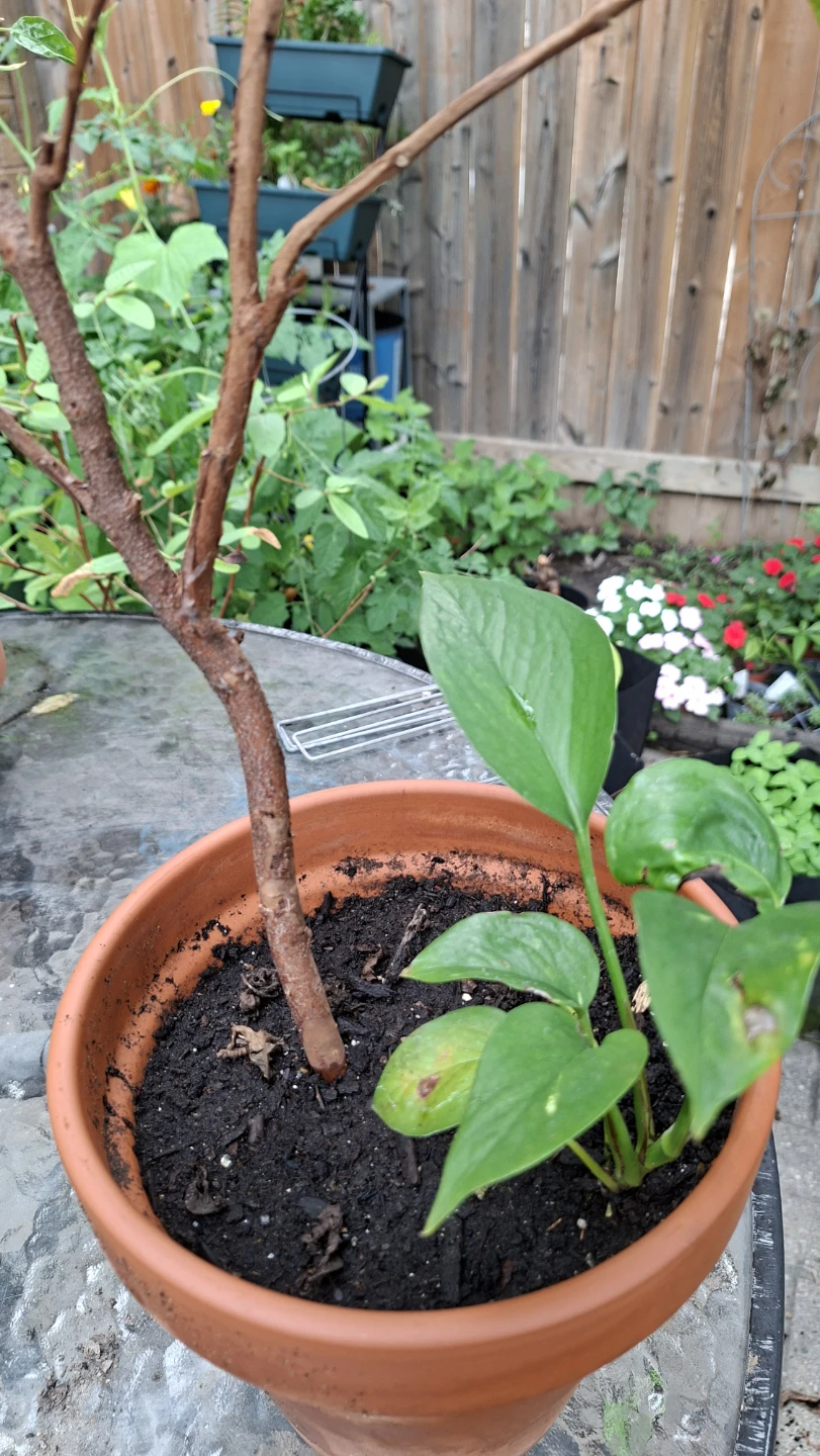 Guava Tree – Healthy Tree 🌿 - photo 2