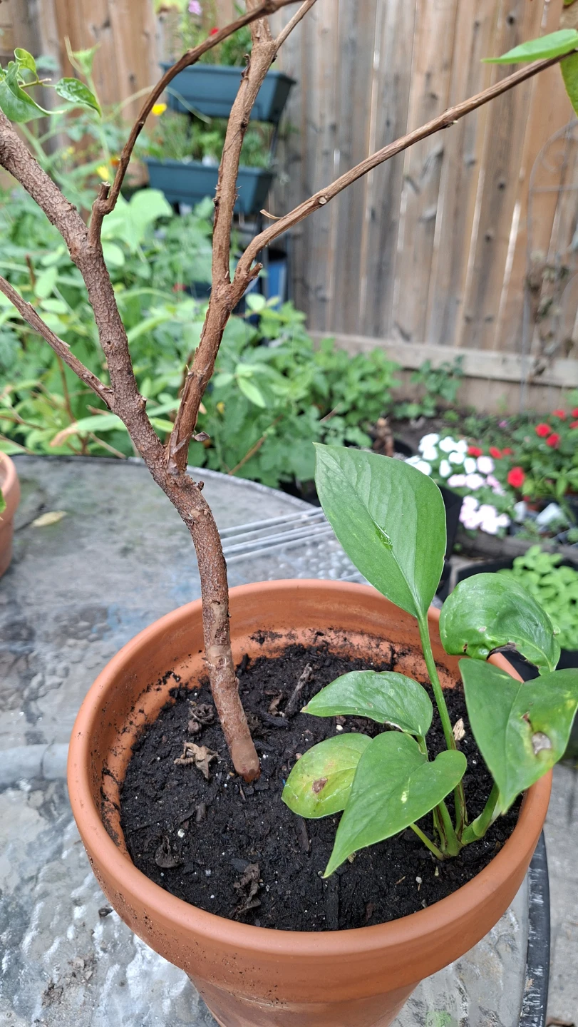 Guava Tree – Healthy Tree 🌿 - photo 3
