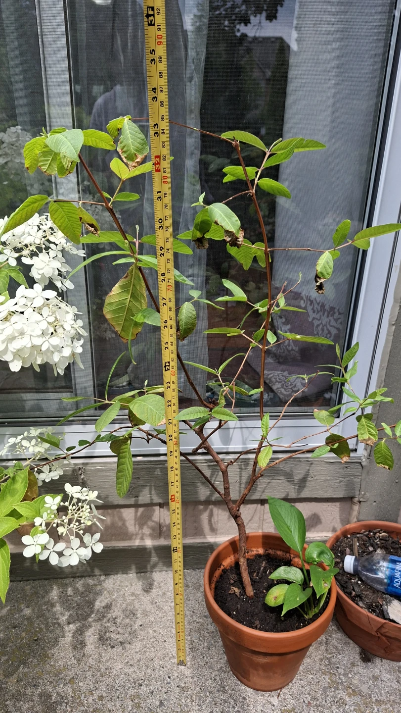 Guava Tree – Healthy Tree 🌿 - photo 4