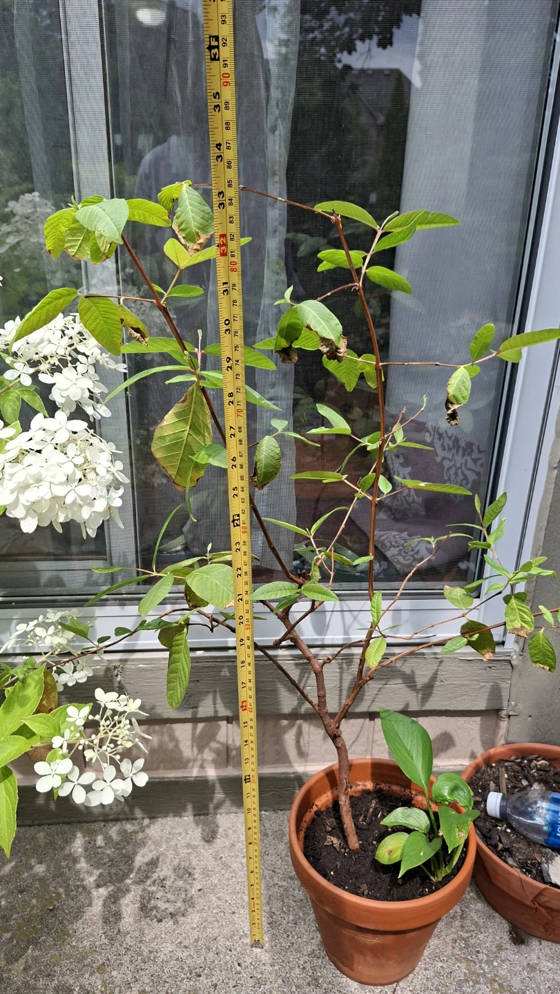 Guava Tree – Healthy Tree 🌿 - photo 5