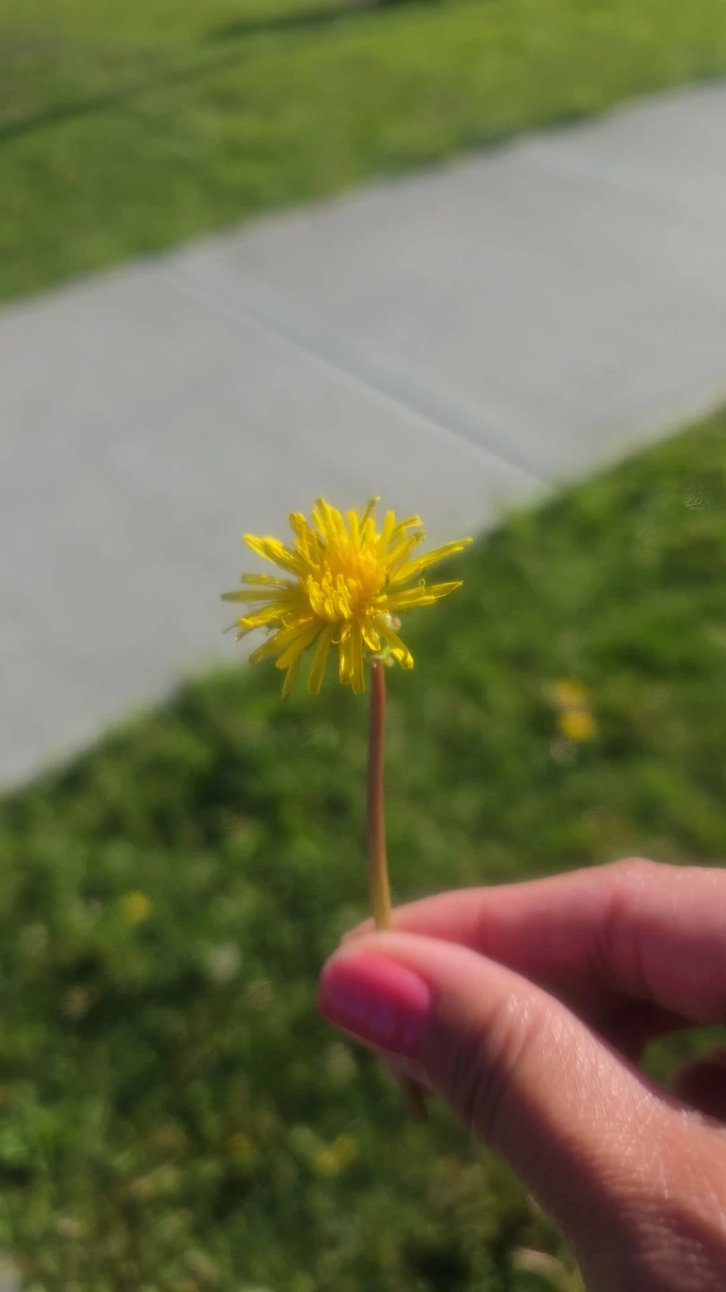 Dandelion Soap Bar - photo 3