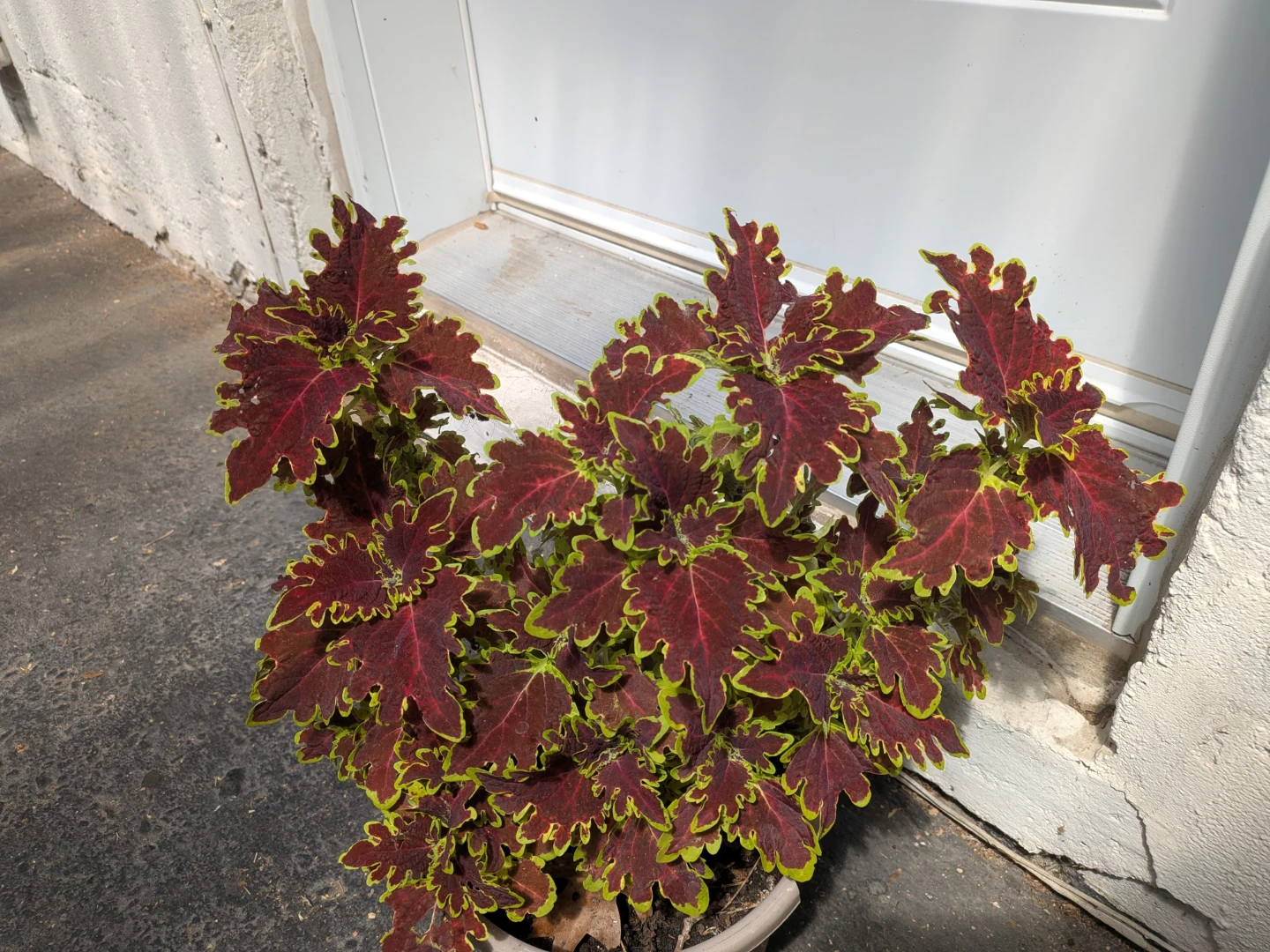 Coleus cuttings