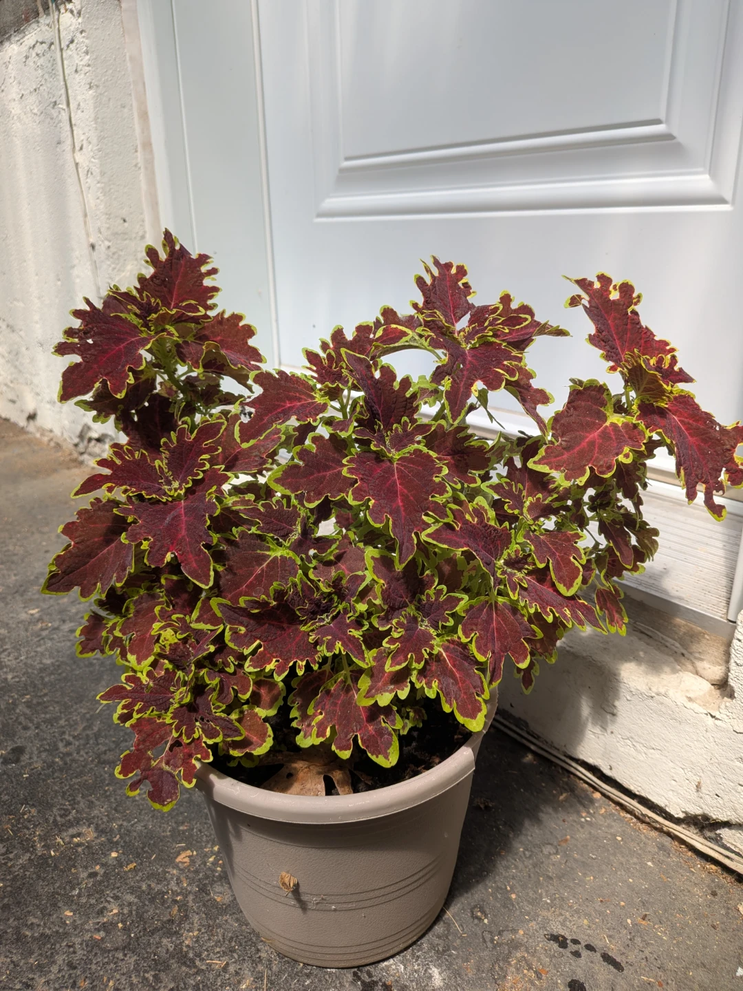 Coleus cuttings - photo 2