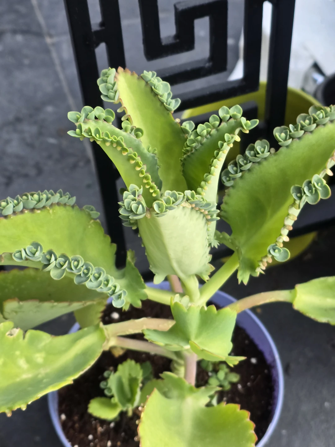 Mother of Thousands Plant.  6"pot