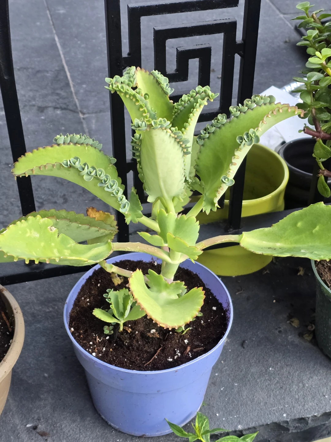 Mother of Thousands Plant.  6"pot - photo 2
