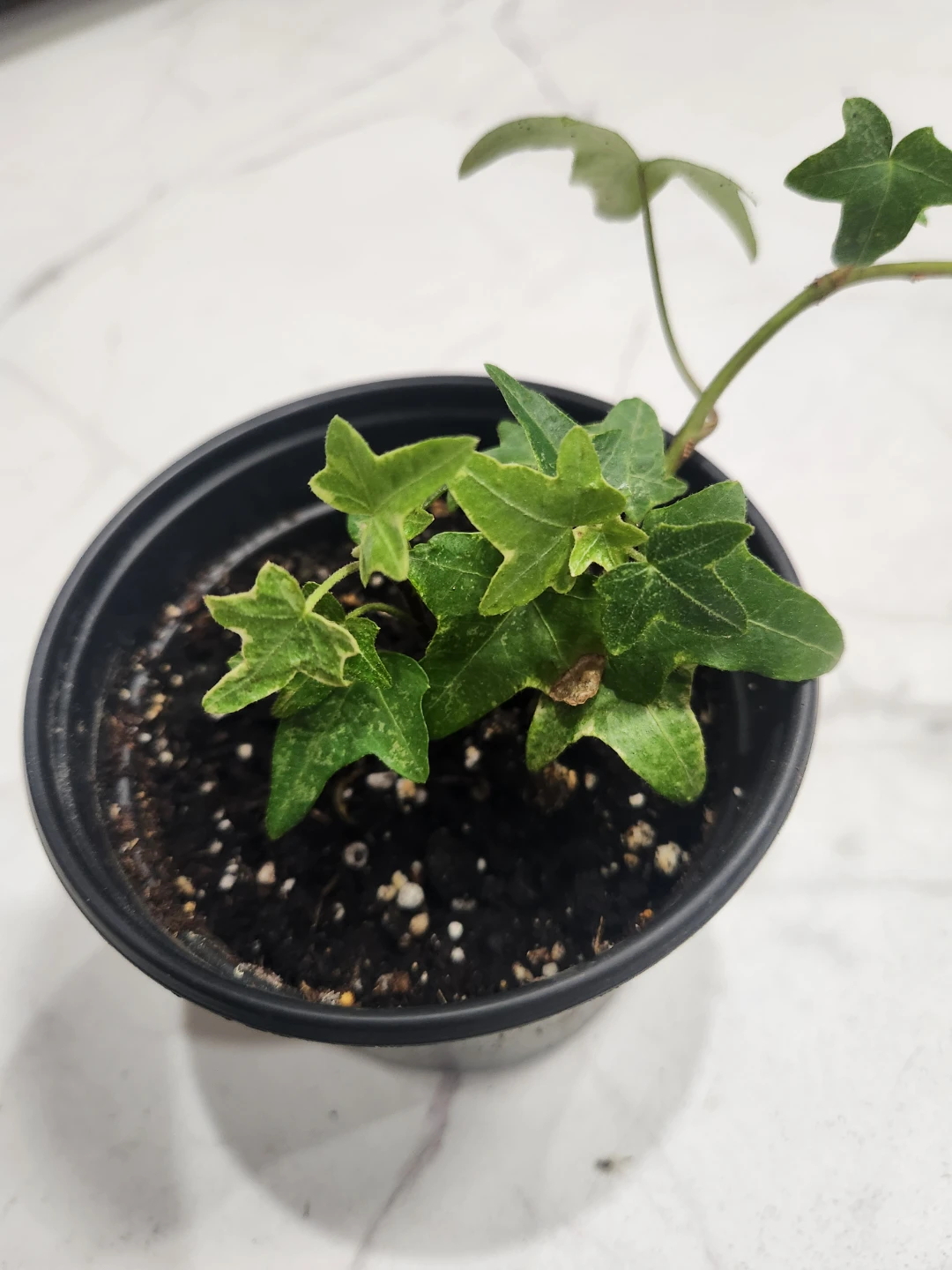 Ivy Plant in Pot