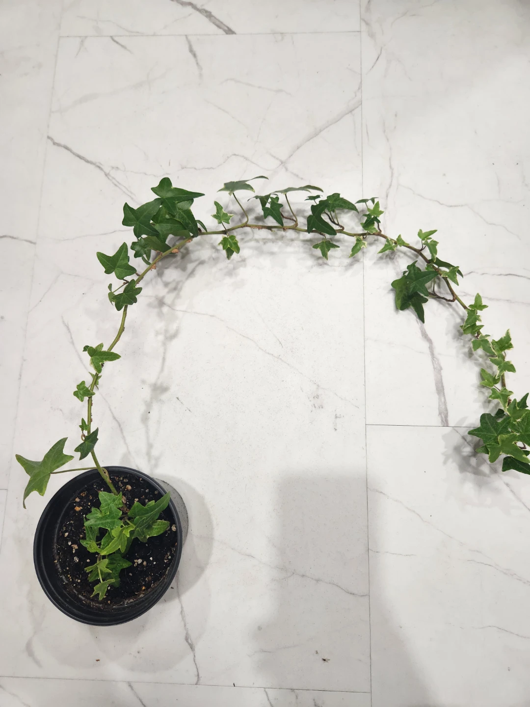 Ivy Plant in Pot - photo 2
