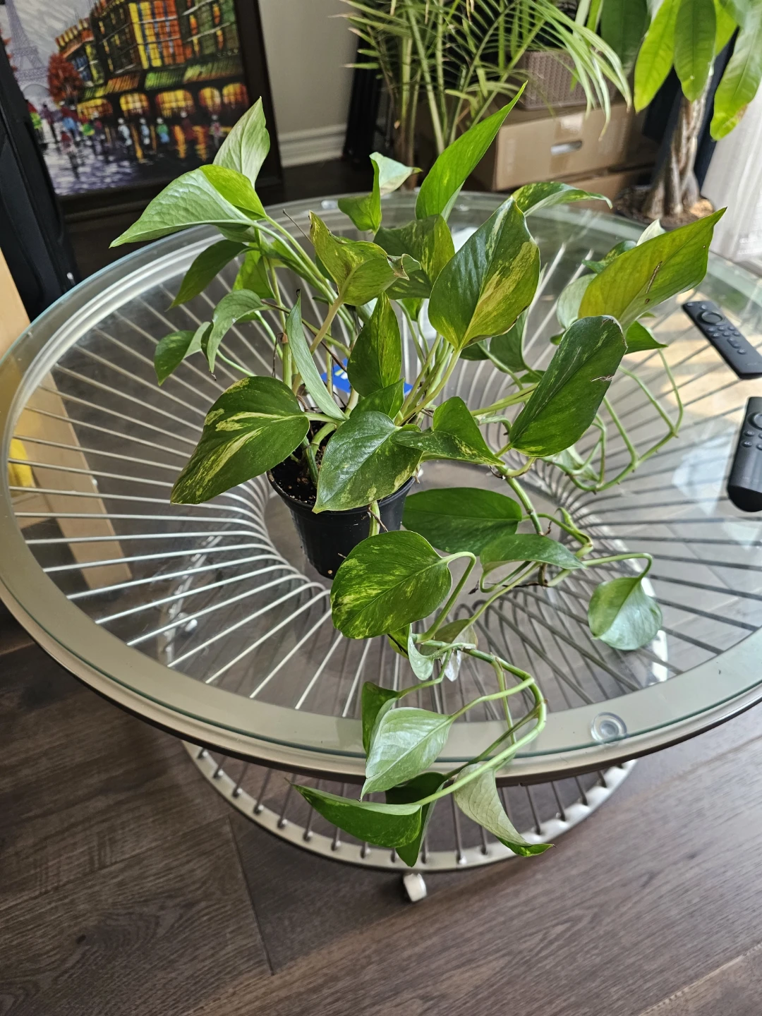 Pothos Plant