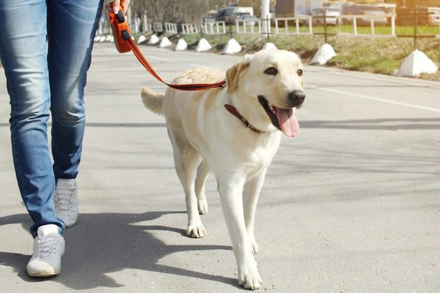 Dog walker