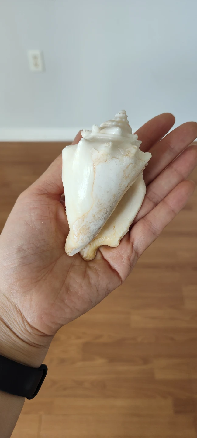 Decorative Seashell