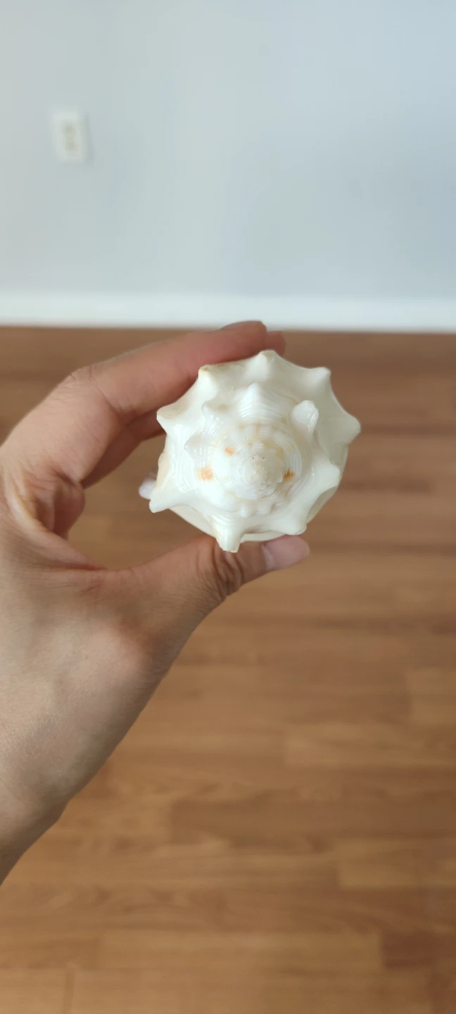 Decorative Seashell - photo 2