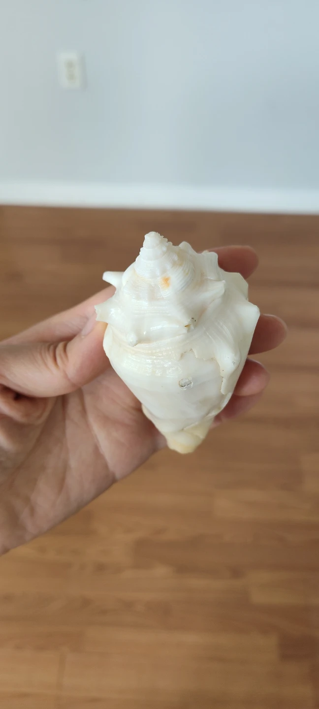 Decorative Seashell - photo 3