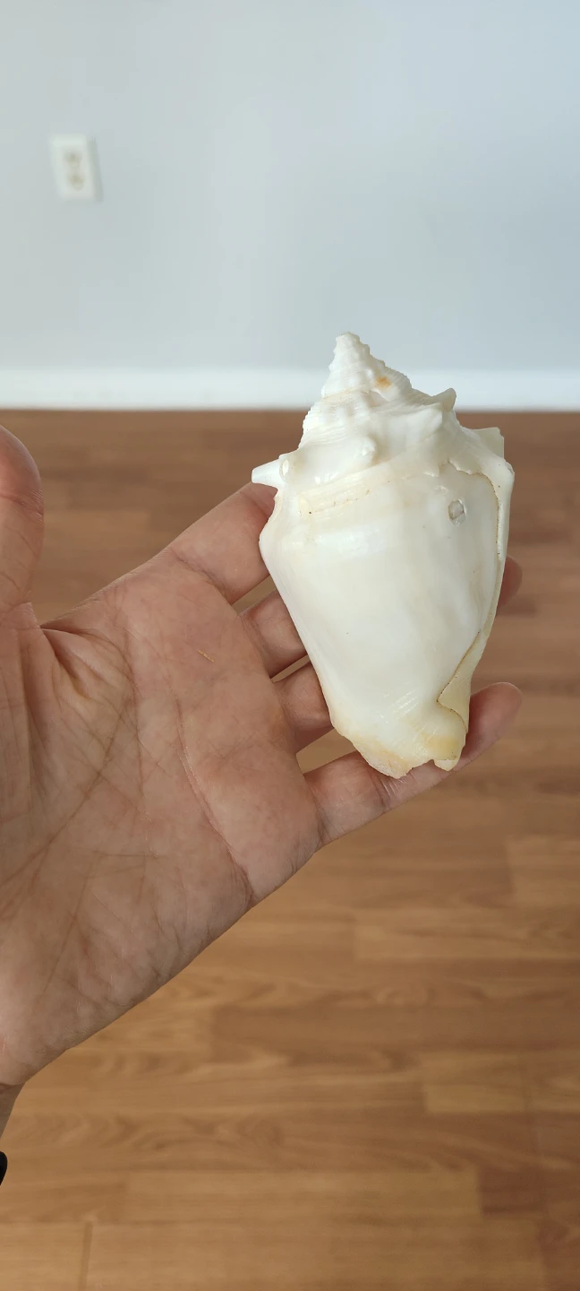 Decorative Seashell - photo 4