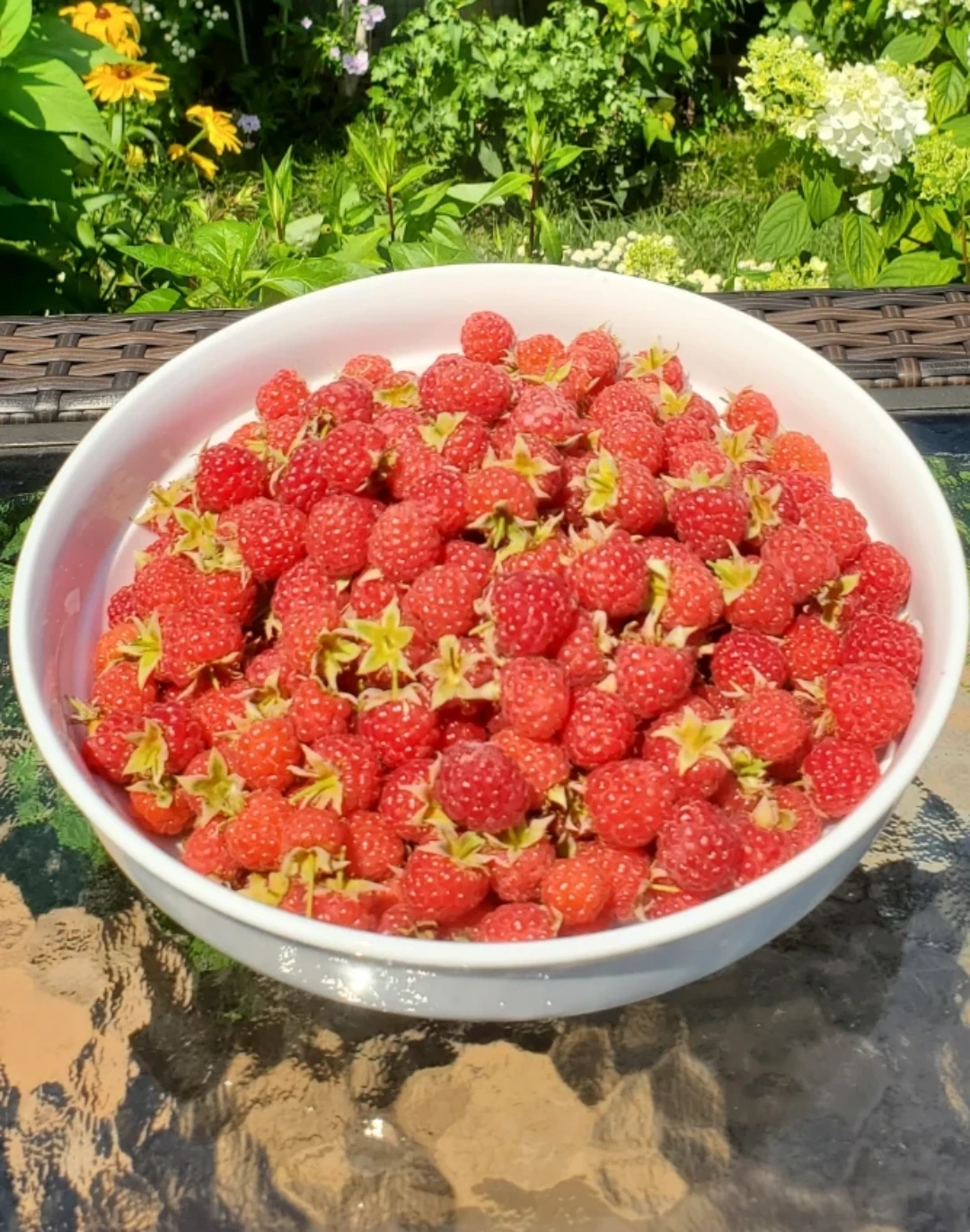 Raspberry plant - photo 4