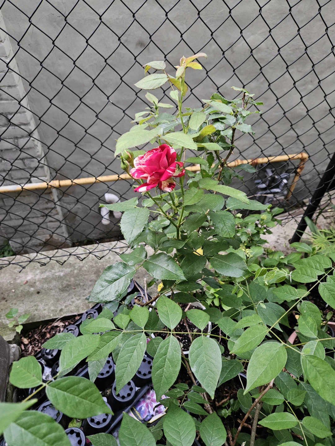 Red and White Striped Rose Bush - photo 2