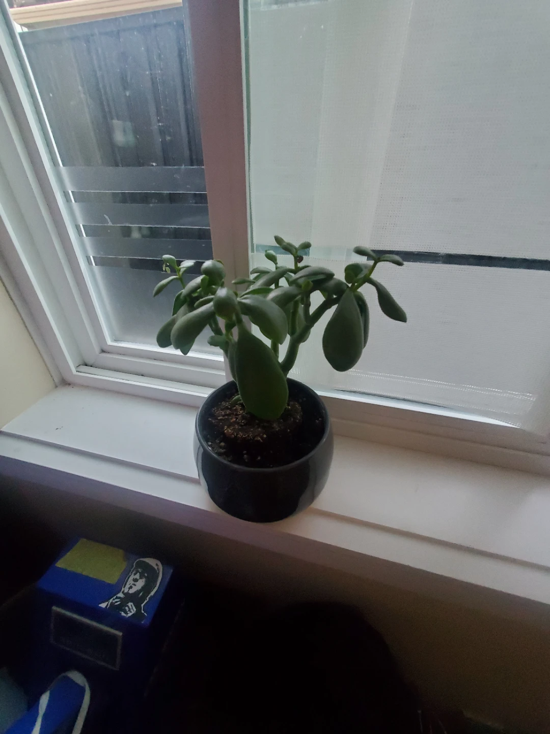 Plant (with pot)