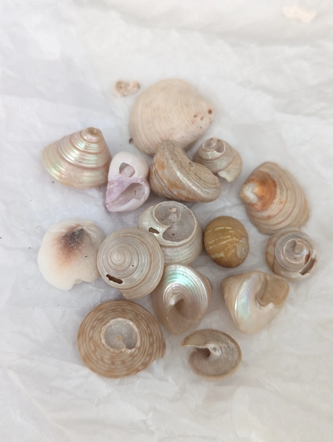 Lot of assorted mini seashells and mother of pearl