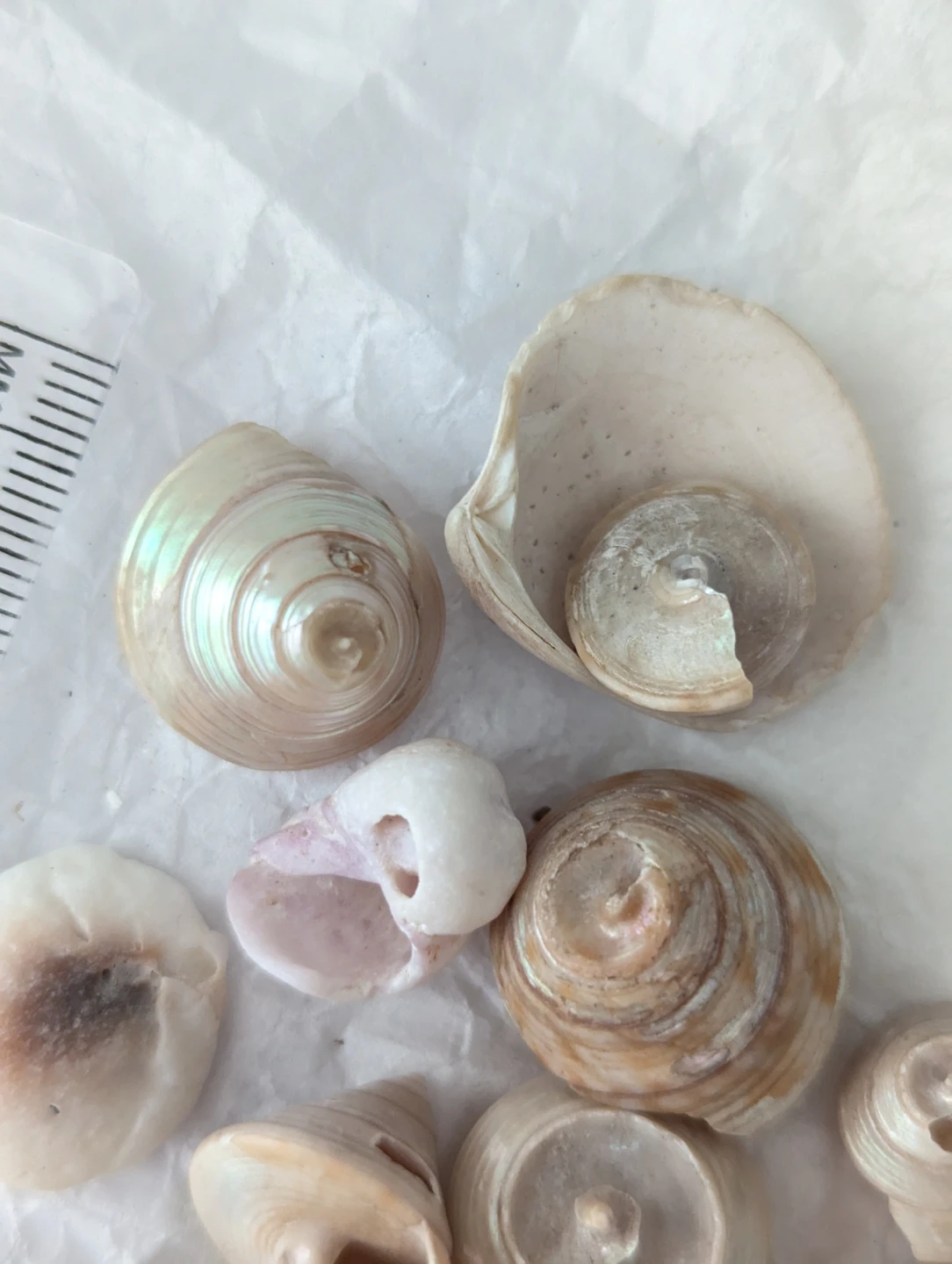 Lot of assorted mini seashells and mother of pearl - photo 4