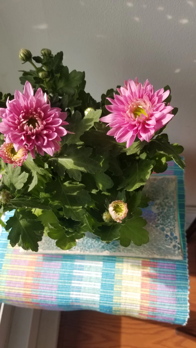 Chrysanthemum Pink Plant and Mosaic Glass Tray