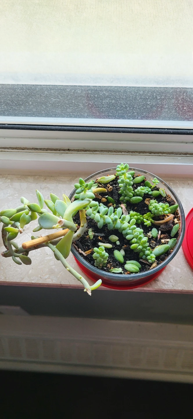 Two types of succulent in a glass container