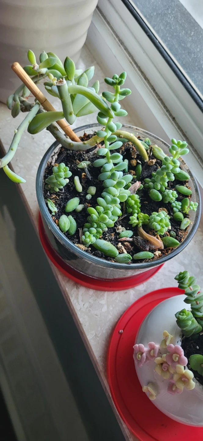Two types of succulent in a glass container - photo 2