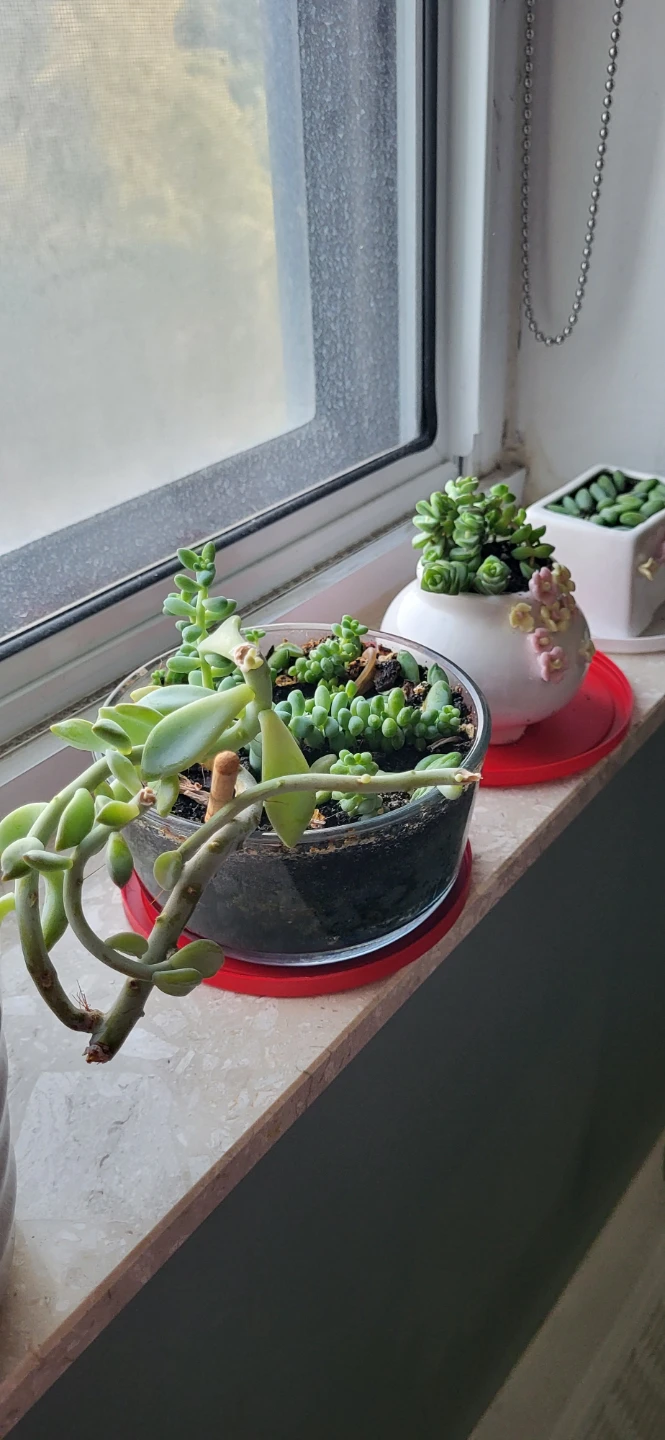 Two types of succulent in a glass container - photo 3