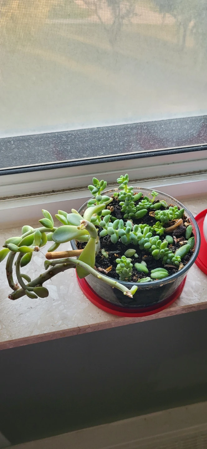 Two types of succulent in a glass container - photo 4
