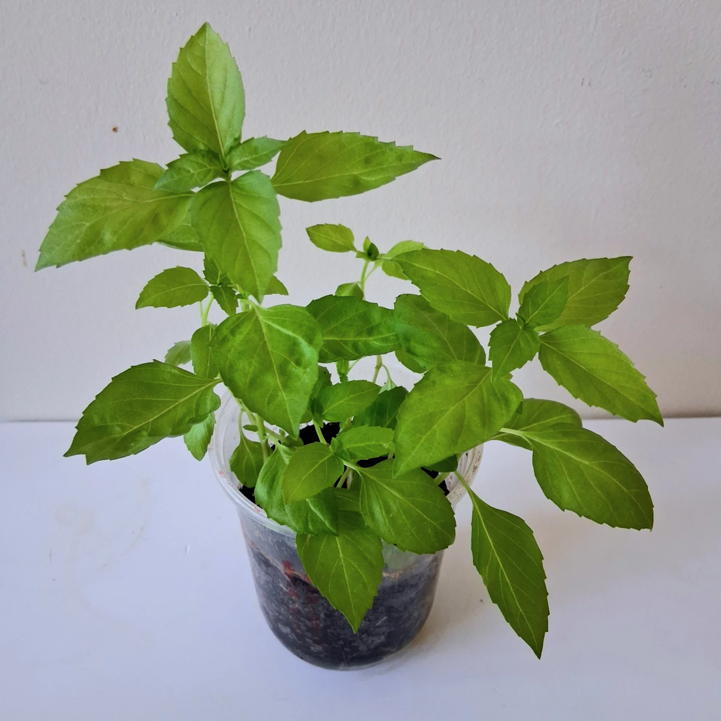 🌱 Purple Basil 🌻