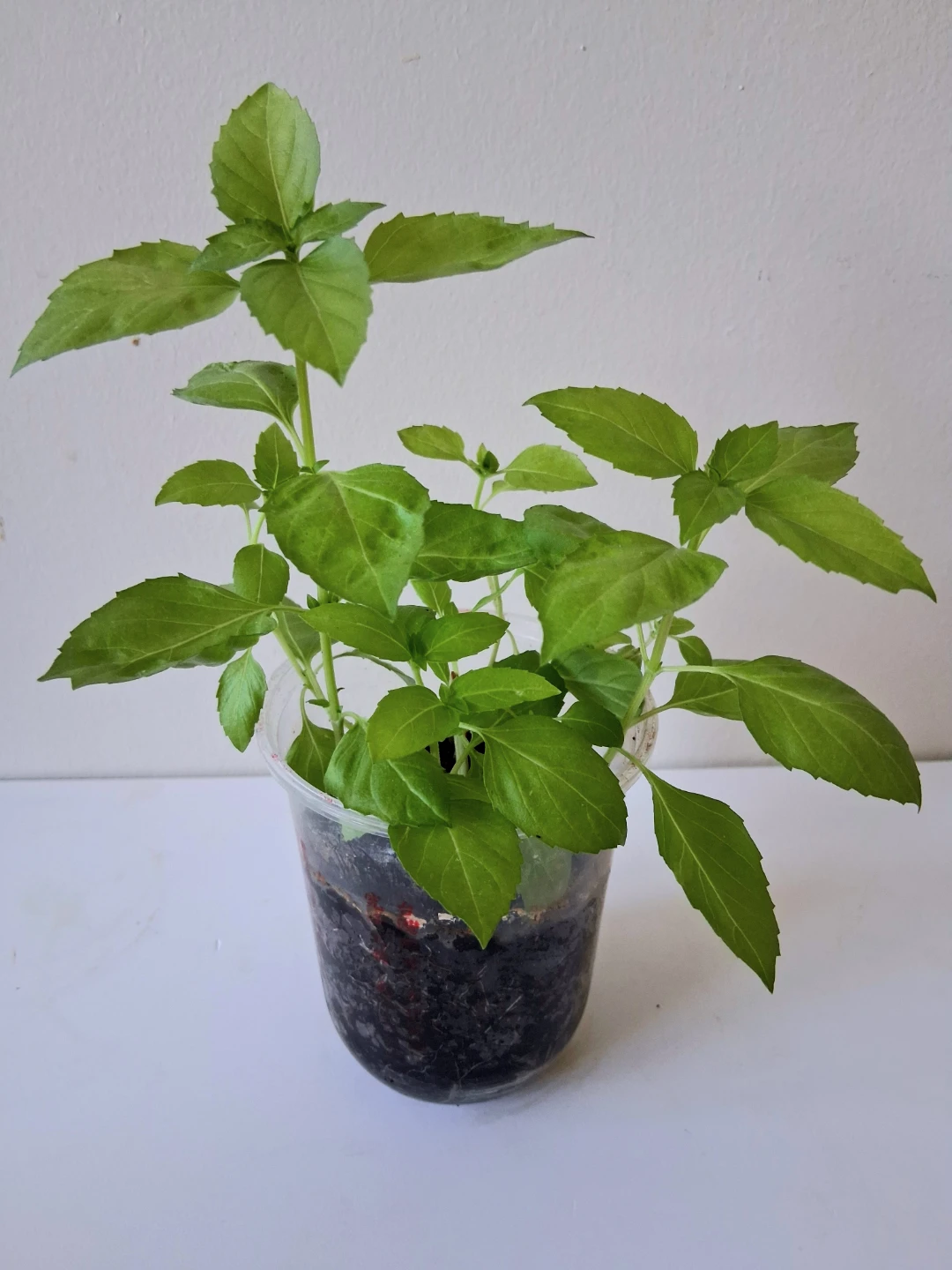 🌱 Purple Basil 🌻 - photo 2