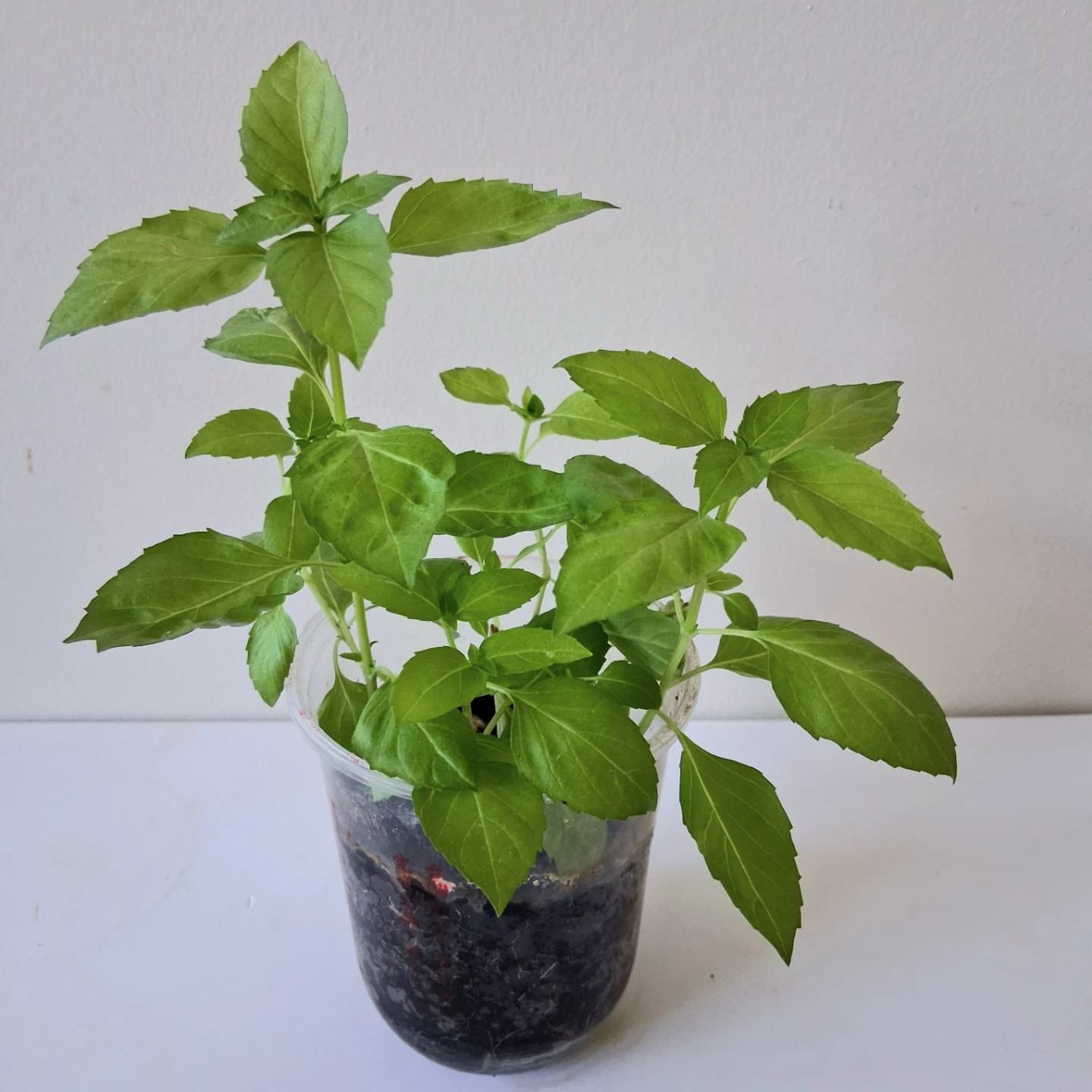 🌱 Purple Basil 🌻 - photo 3