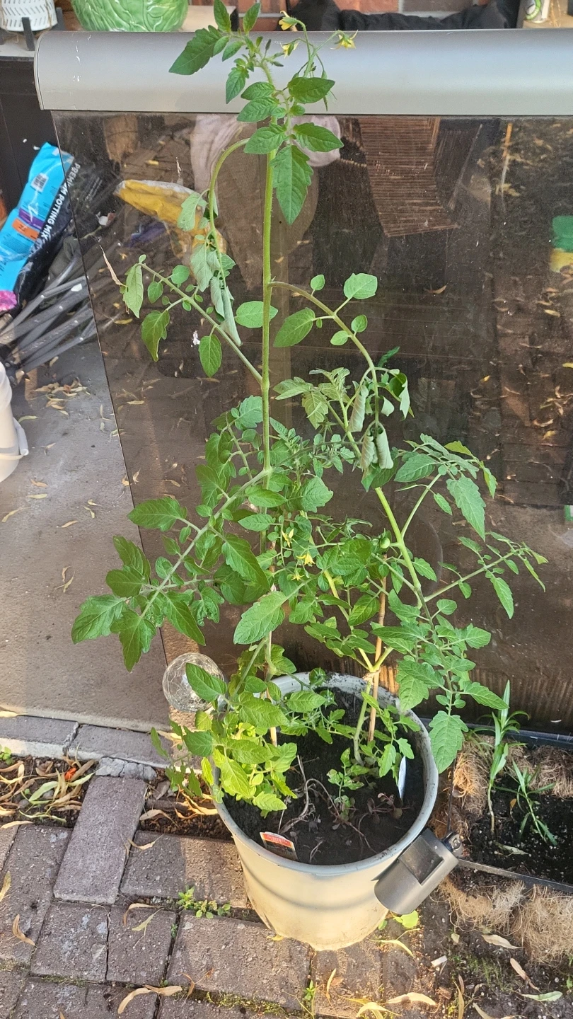 2 Tomato Plants with Green Tomatoes