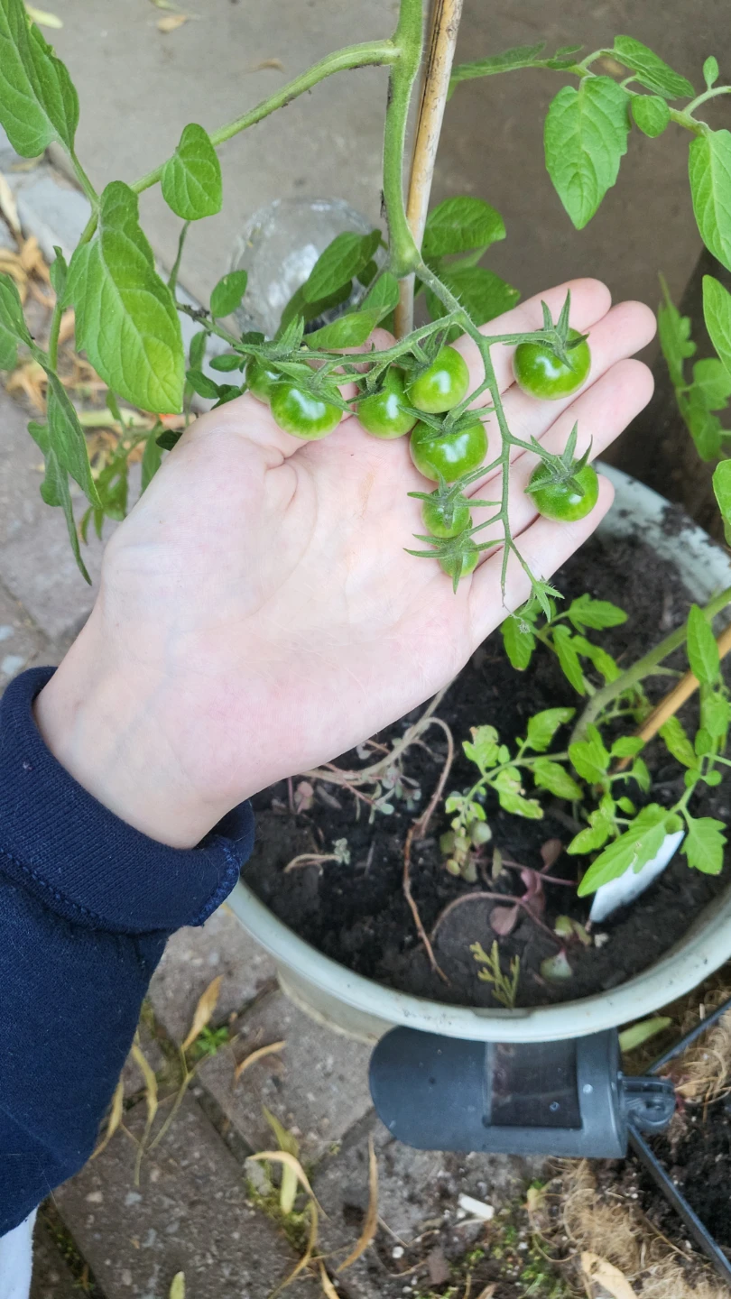 2 Tomato Plants with Green Tomatoes - photo 2