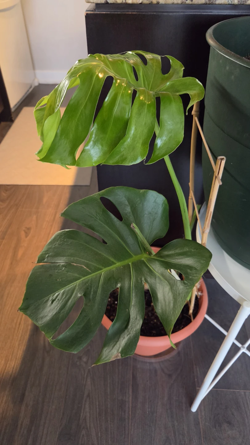 Adult Monstera - photo 2