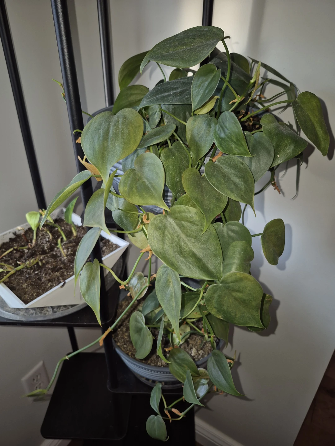 Philodendron heart leaf/ phothod Plant in Grey Pot