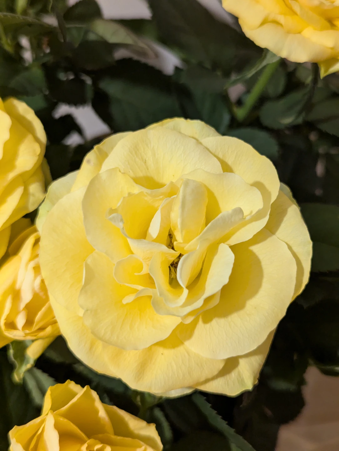 Mini Yellow Rose Plant