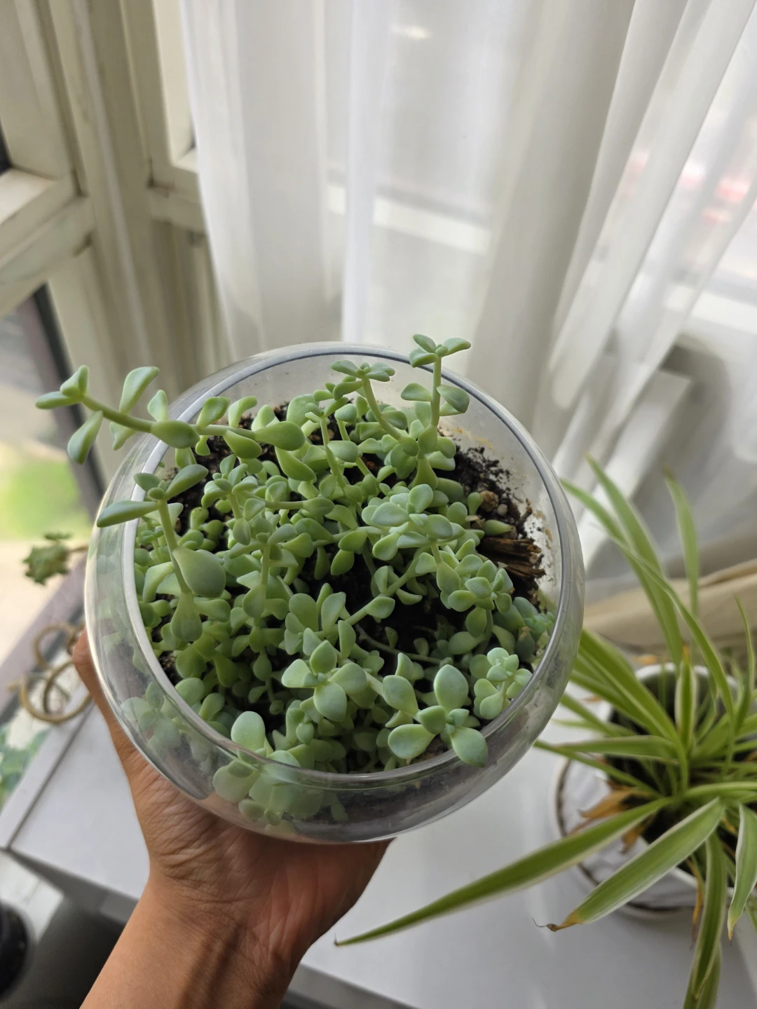 Succulents in a large glass bowl