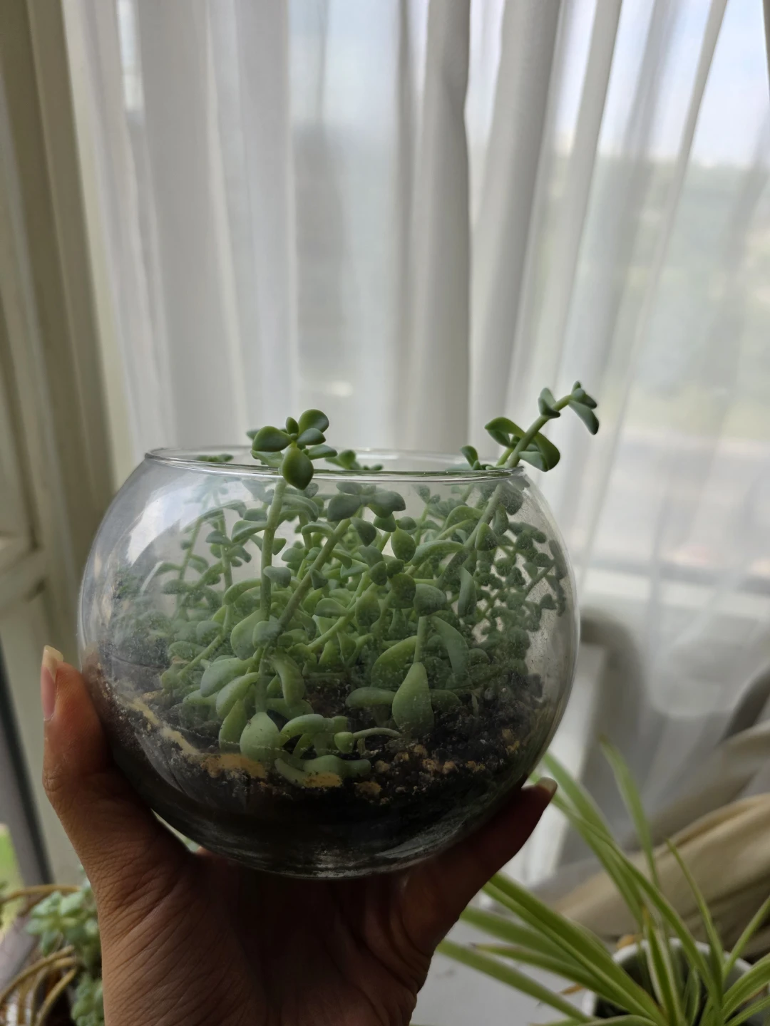 Succulents in a large glass bowl - photo 3