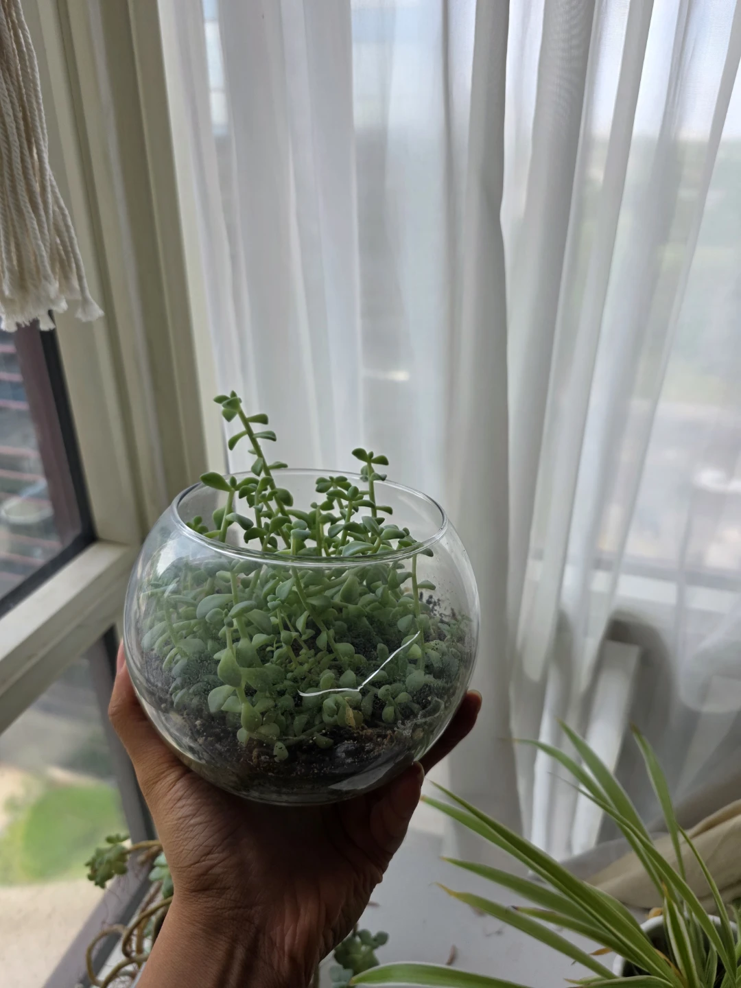 Succulents in a large glass bowl - photo 5
