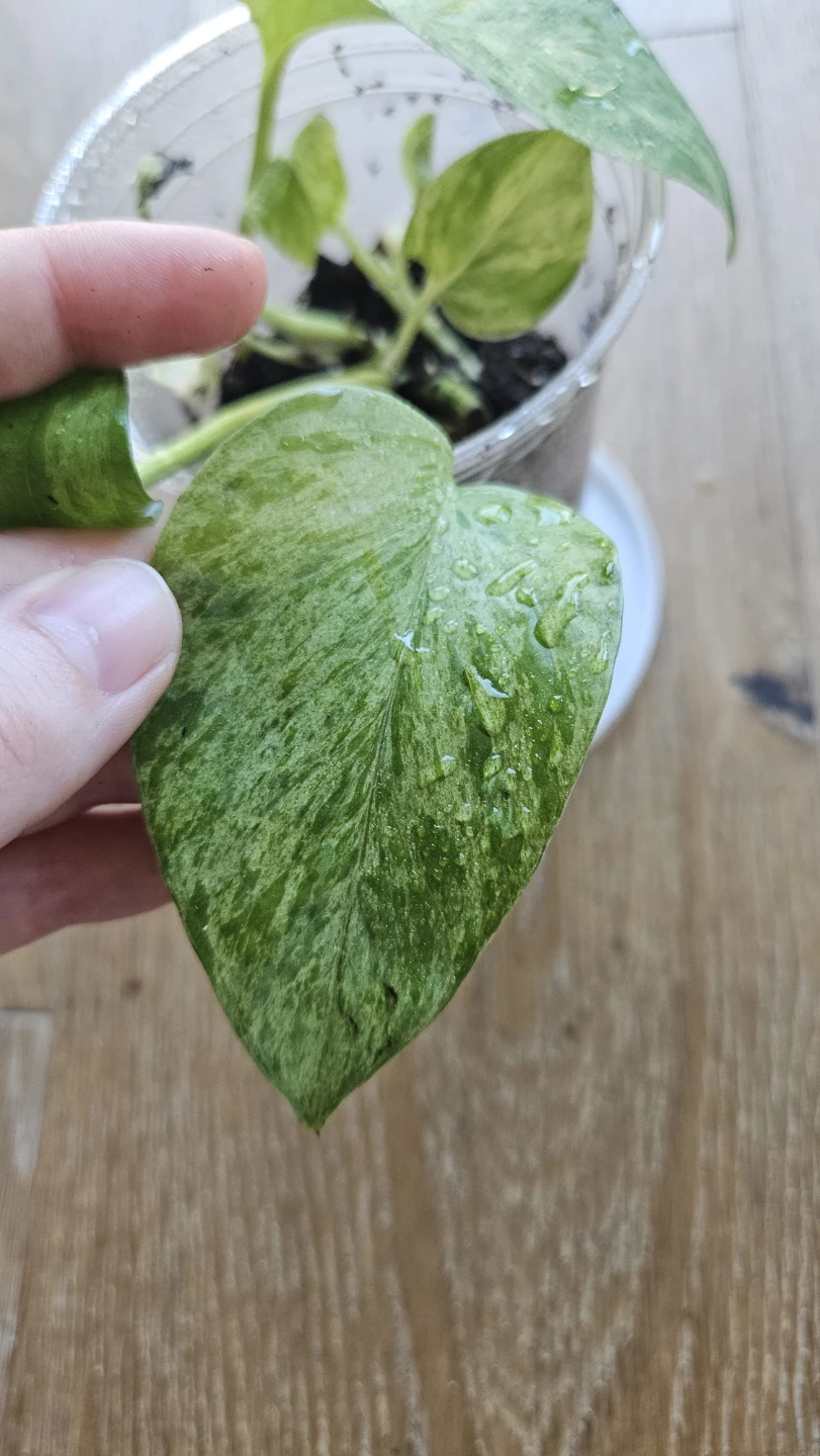 Pothos Snow Queen 3 - photo 2