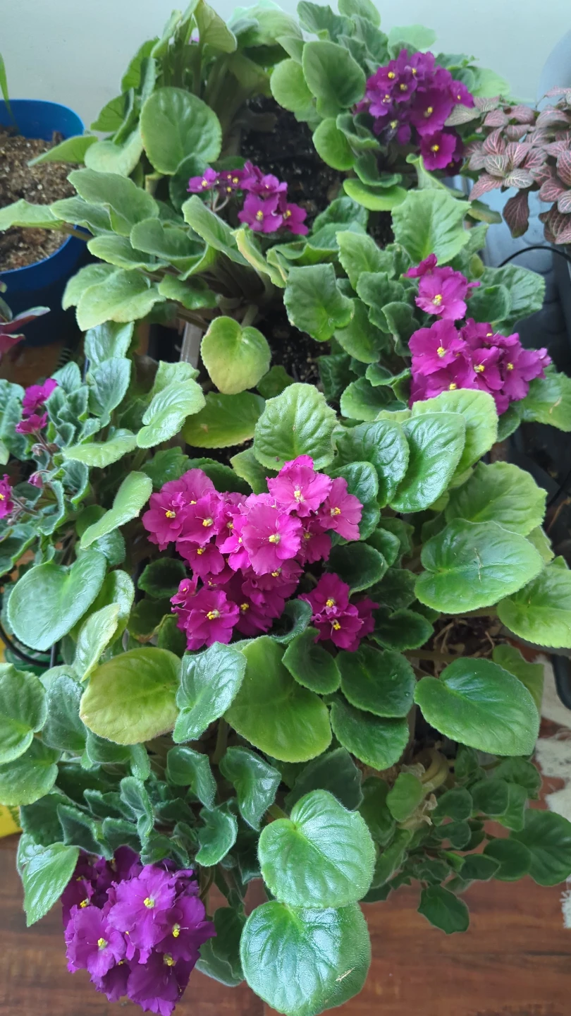 African Violets