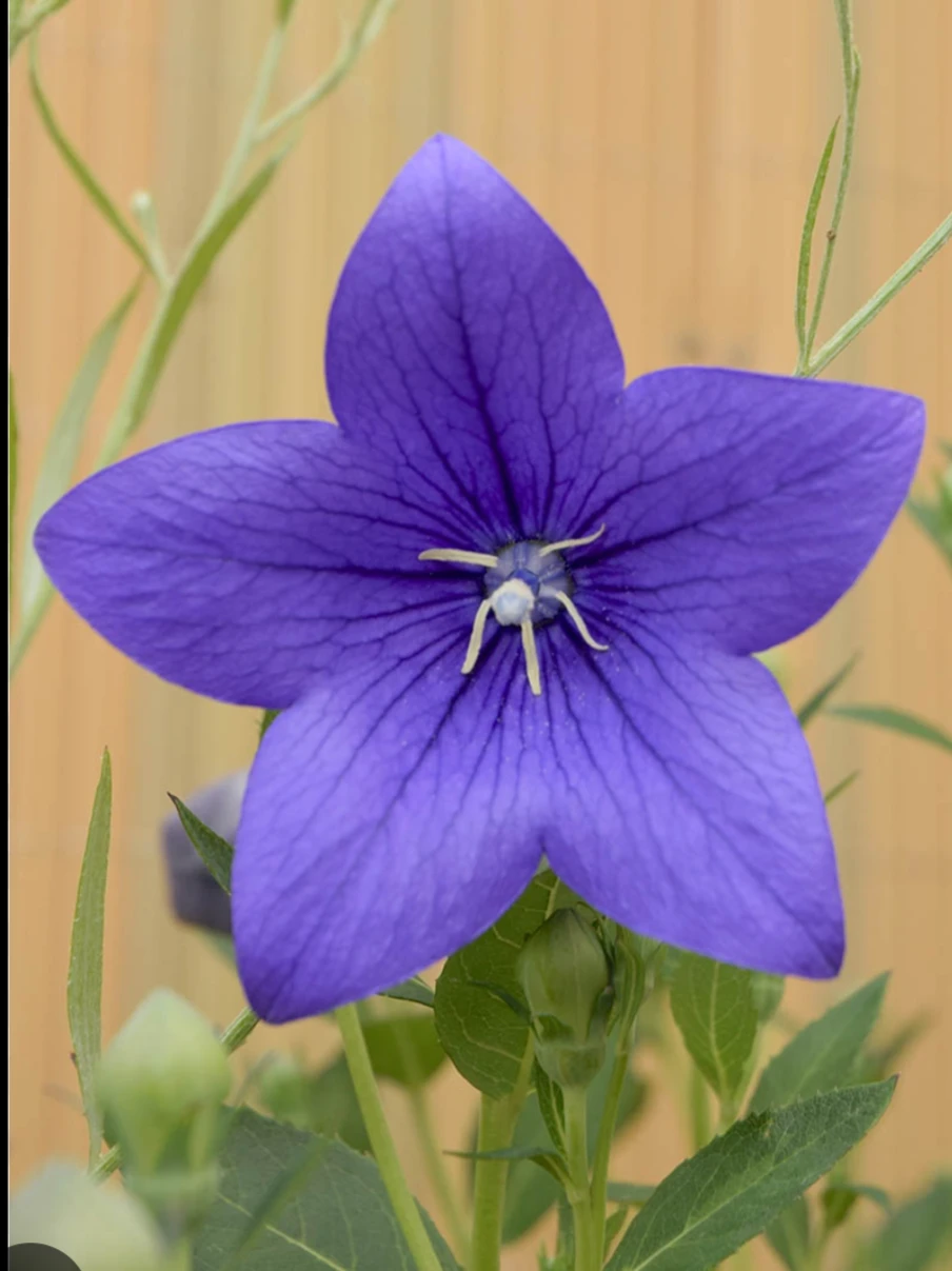 Balloon Flower