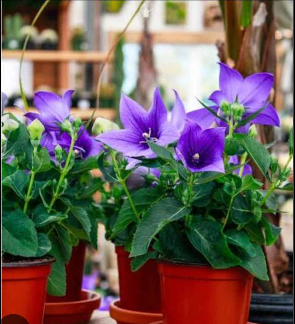 Balloon Flower - photo 2