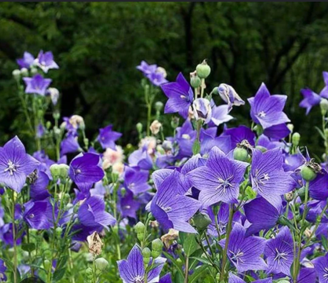 Balloon Flower - photo 3