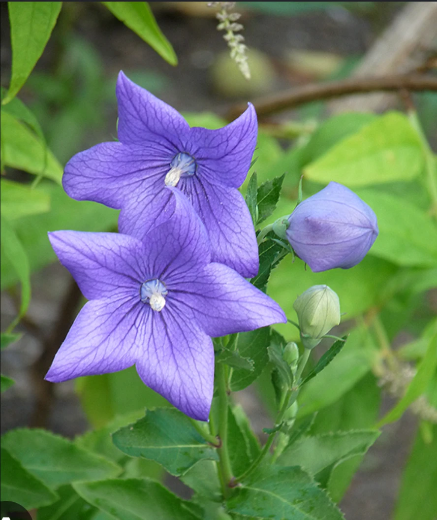 Balloon Flower - photo 4
