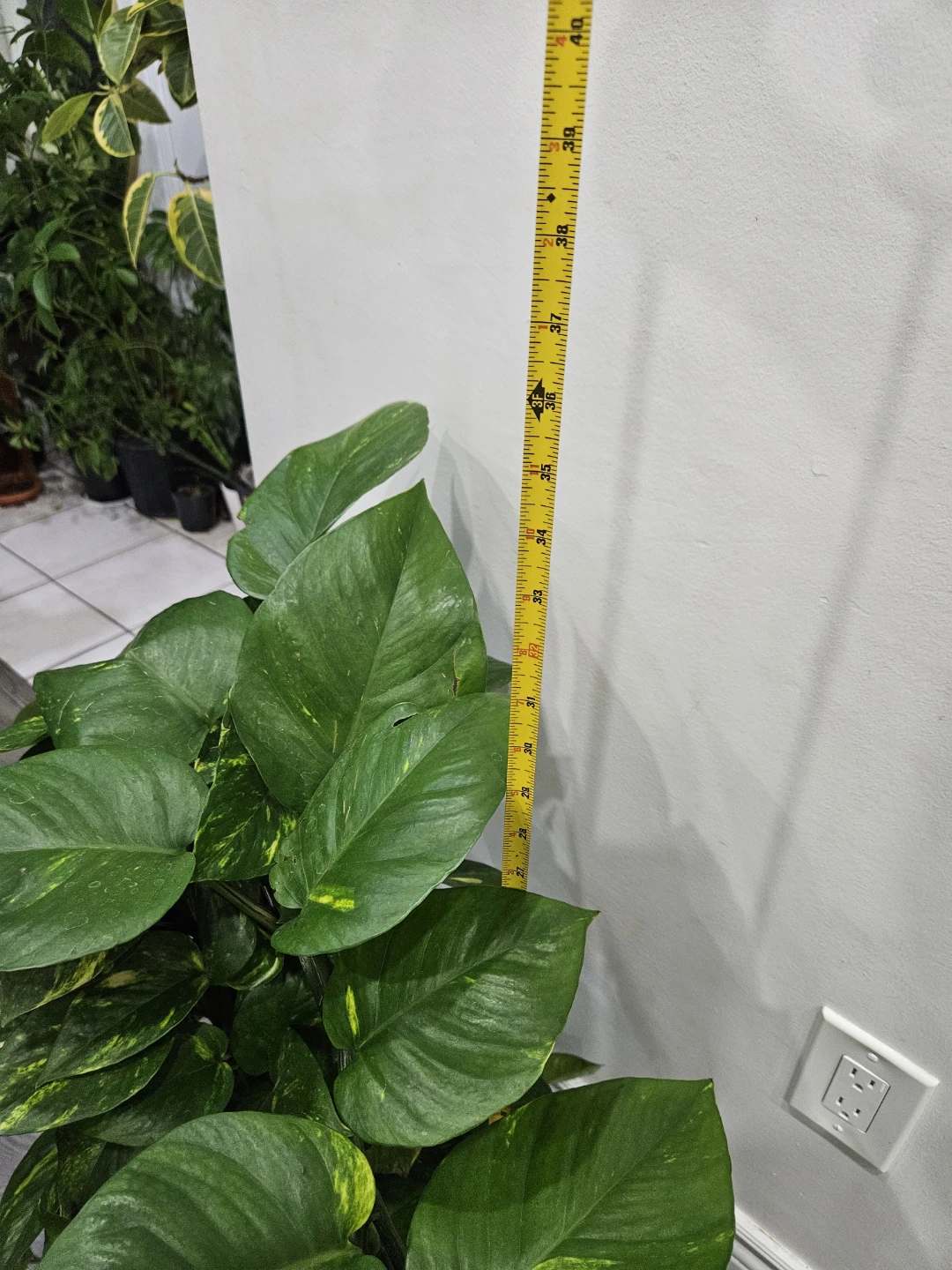 Golden Pothos Plant in totem - photo 2